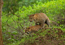 Indian leopard (Panthera pardus fusca) pair mating. Nagarhole National Park, India. Sequence 1/3. Photo Phillip Ross/Felis Images