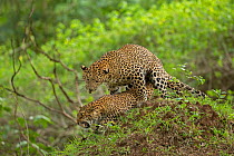Indian leopard (Panthera pardus fusca) pair mating. Nagarhole National Park, India. Sequence 2/3. Photo Phillip Ross/Felis Images