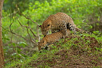 Indian leopard (Panthera pardus fusca) pair mating. Nagarhole National Park, India. Sequence 3/3. Photo Phillip Ross/Felis Images