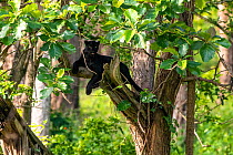 Melanistic leopard / Black panther (Panthera pardus fusca) resting in tree. Nagarhole National Park, India. Andhra Pradesh, India. Photo Srikanth GP/Felis Images