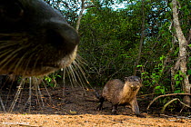 Smooth-coated otter (Lutrogale perspicillata), two at edge of forest. Otter walking, out of focus otter nose in foreground. Andhra Pradesh, India. Photo Anjani Kumar/Felis Images