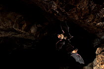 Schneider&#39;s leaf nosed bat (Hipposideros speoris), two flying in cave. Andhra Pradesh, India. Photo Anjani Kumar/Felis Images