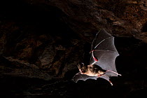 Schneider&#39;s leaf nosed bat (Hipposideros speoris) in flight in cave. Andhra Pradesh, India. Photo Anjani Kumar/Felis Images
