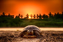 Softshell turtle (Nilssonia sp) walking on sand at sunset. Photo Anjani Kumar/Felis Images