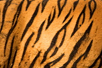 Bengal tiger (Panthera tigris) striped fur, close up. Ranthambore National Park, India. Photo Phillip Ross/Felis Images