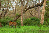 Bengal tiger (Panthera tigris) walking towards woodland and Indian leopard (Panthera pardus fusca) looking down from tree. Nagarhole Natioanl Park, Karnnataka, India. Photo Phillip Ross/Felis Images