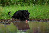 Melanistic leopard / Black panther (Panthera pardus fusca) drinking, reflected in water. Nagarhole National Park, India. Photo Phillip Ross/Felis Images