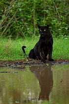 Melanistic leopard / Black panther (Panthera pardus fusca) sitting, reflected in water. Nagarhole National Park, India. Photo Phillip Ross/Felis Images