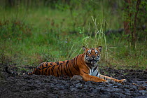 Bengal tiger (Panthera tigris) lying in mud. Nagarhole National Park, India. Photo Phillip Ross/Felis Images