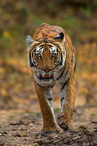 Bengal tiger (Panthera tigris) walking. Jim Corbett National Park, Uttarakhand, India. Photo Phillip Ross/Felis Images