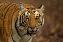 Bengal tiger (Panthera tigris) portrait. Jim Corbett National Park, Uttarakhand, India. Photo Phillip Ross/Felis Images