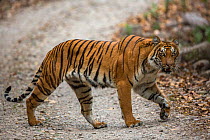 Bengal tiger (Panthera tigris) walking across track. Jim Corbett National Park, Uttarakhand, India. Photo Phillip Ross/Felis Images