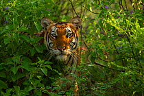 Bengal tiger (Panthera tigris) hidden amongst vegetation in jungle. Sathyamangalam, Tamil Nadu, India. Photo: Phillip Ross/Felis Images