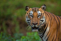 Bengal tiger (Panthera tigris) portrait. Nagarhole National Park, India. Photo Phillip Ross/Felis Images