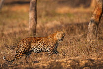 Indian leopard (Panthera pardus fusca). Bandipur National Park, India. Photo Phillip Ross/Felis Images