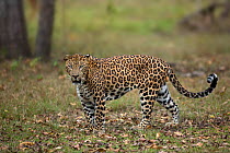 Indian leopard (Panthera pardus fusca). Nagarhole National Park, India. Photo Phillip Ross/Felis Images