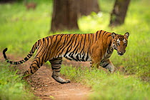 Bengal tiger (Panthera tigris) walking across track. Nagarhole National Park, India. Photo Phillip Ross/Felis Images