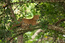 Leopard (Panthera pardus) lounging in tree. Nagarhole National Park, India. Photo Phillip Ross/Felis Images