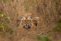 Bengal tiger (Panthera tigris) lying down, looking at camera. Bandipur National Park, India. Photo Phillip Ross/Felis Images