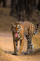 Bengal tiger (Panthera tigris), walking on track, tongue out, tasting air in flehmen response. Ranthambore National Park, India. Photo Phillip Ross/Felis Images