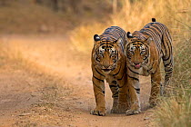 Bengal tiger (Panthera tigris), two walking along track side by side. Ranthambore National Park, India. Photo Phillip Ross/Felis Images