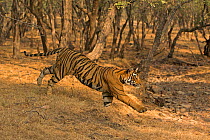 Bengal tiger (Panthera tigris) running down slope. Ranthambore National Park, India. Photo Phillip Ross/Felis Images