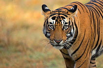 Bengal tiger (Panthera tigris), portrait. Ranthambore National Park, India. Photo Phillip Ross/Felis Images