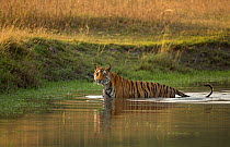 Bengal tiger (Panthera tigris) standing in water. Bandhavgarh National Park, Madhya Pradesh, India. Photo Phillip Ross/Felis Images