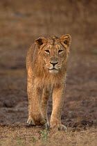 Asiatic lion (Panthera leo persica), portrait. Gir National Park, Gujarat, India. Photo Phillip Ross/Felis Images