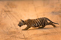 Bengal tiger (Panthera tigris) cub stalking. Bandhavgarh National Park, Madhya Pradesh, India. Photo Phillip Ross/Felis Images