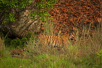 Bengal tiger (Panthera tigris) female and two cubs walking through grass, female carrying cub in mouth. Bandhavgarh National Park, Madhya Pradesh, India. Photo Phillip Ross/Felis Images