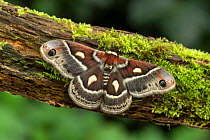 Columbia silkmoth (Hyalophora columbia) Lac-Drolet, province, Quebec, Canada, March.