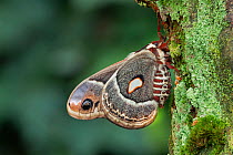 Columbia silkmoth (Hyalophora columbia) Lac-Drolet, province, Quebec, Canada, March.