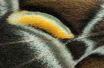 Eri silkmoth (Samia ricini) close up of wing, Zhejiang, China.