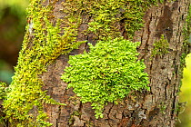 Flat-leaved scalewort (Radula complanata) Peatlands Park, Co. Armagh, Northern Ireland, UK. February.