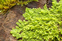Flat-leaved scalewort (Radula complanata) Peatlands Park, Co. Armagh, Northern Ireland, UK. February.
