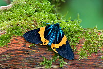 Moth (Milionia zonea) Amami Island, Kagoshima, Japan.