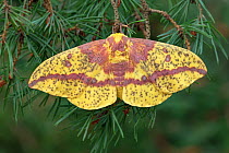 Pine imperial moth (Eacles imperialis) Lac-Drolet province Quebec, Canada, April.