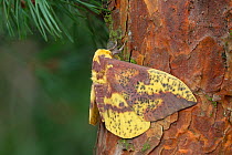 Pine imperial moth (Eacles imperialis) Lac-Drolet province Quebec, Canada, April.