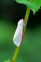 Red costate tiger moth (Aloa lactinea) Vang Vieng, Laos