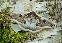 Moth (Saturnia pyretorum) Miao&#39;a, Taiwan.