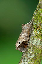 Scarce chocolate tip moth (Clostera anachoreta) Turzovka, Cadca district, Slovakia.