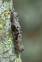 Scarce chocolate tip moth (Clostera anachoreta) Turzovka, Cadca district, Slovakia.