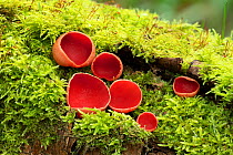 Scarlet elf cup fungus (Sarcoscypha coccinea) growing amongst moss, Clare Glen, Tandragee, County Armagh, Northern Ireland. March.