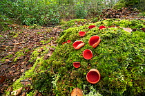 Scarlet elf cup fungus (Sarcoscypha coccinea) Clare Glen, Tandragee, Count Armagh, Northern Ireland, UK. March.