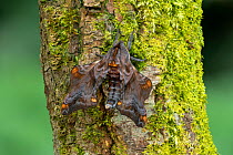 Small eyed sphinx moth (Paonias myops) Lac-Drolet province Qubec, Canada.