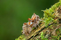 Moth (Spatalia argentina) Breclav district, south Moravian region Czech Republic. March.