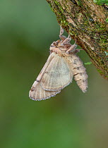 Moth (Spatalia argentina) Breclav district, south Moravian region Czech Republic.