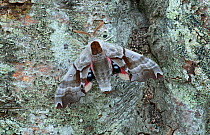 Twin spotted sphinx moth (Smerinthus jamaicensis) British Columbia, Canada.