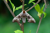 Twin spotted sphinx moth (Smerinthus jamaicensis) British Columbia, Canada.